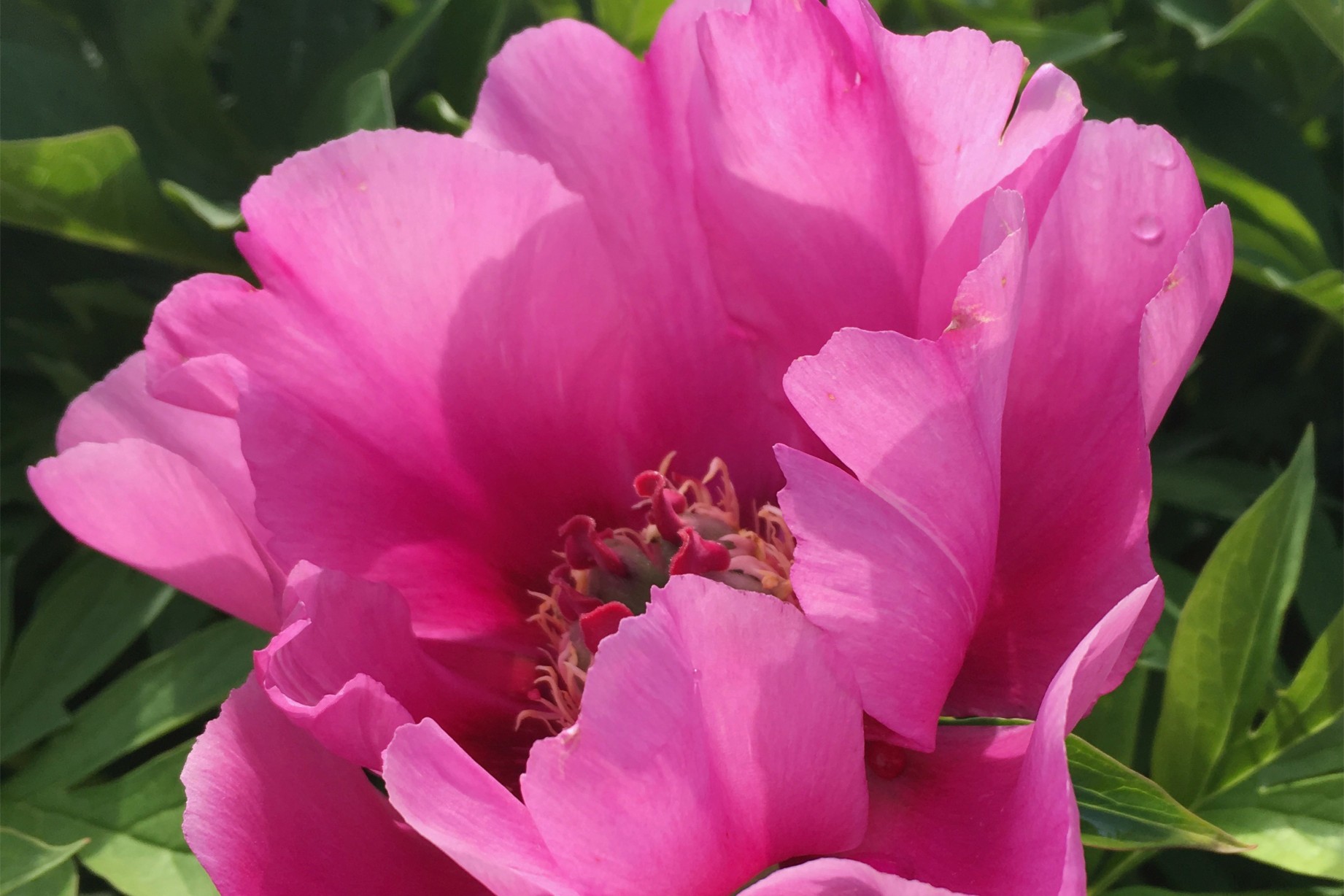 Pfingstrosen fuchsia und purper