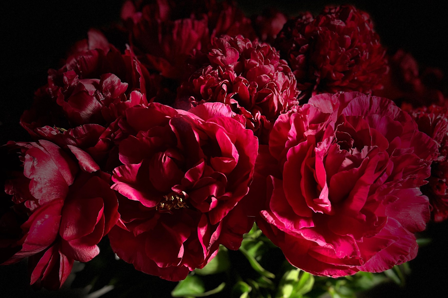 Pivoines rouges