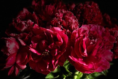 Red peonies