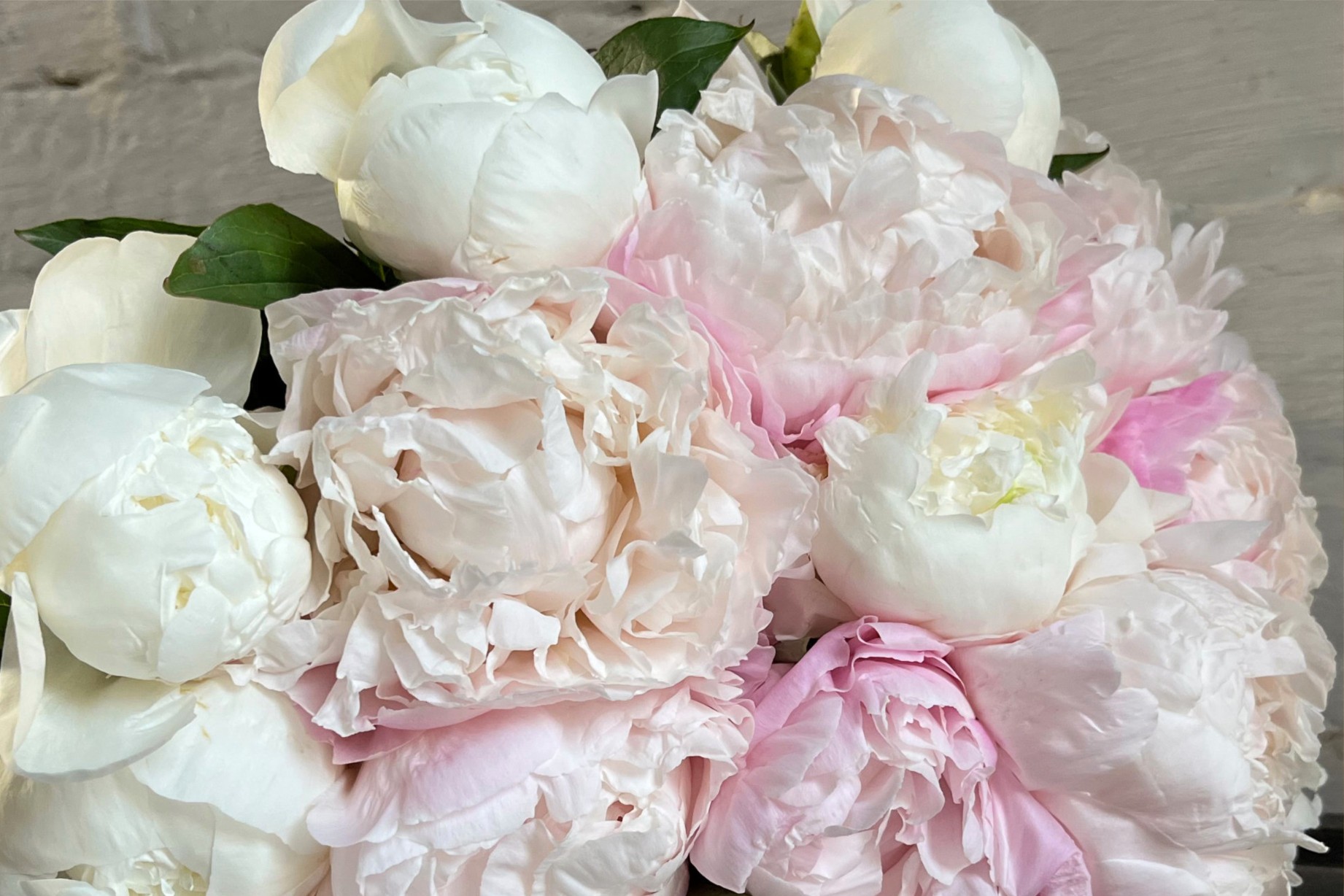 White peonies