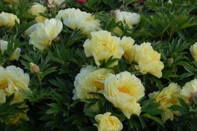Yellow & coral peonies