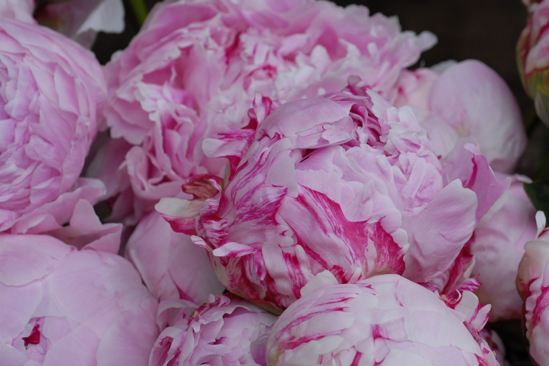 Rosa Pfingstrosen