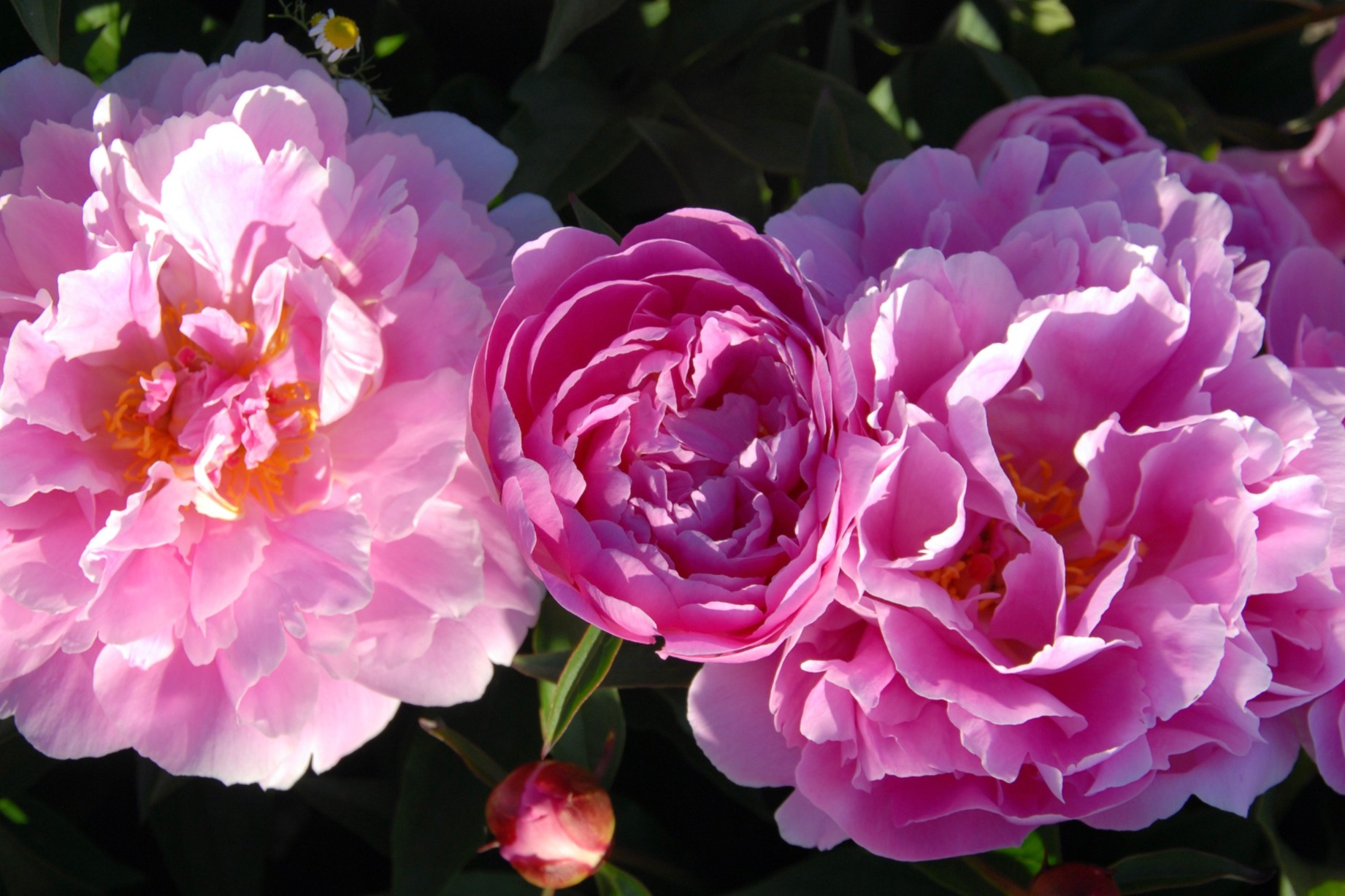Fragrant peonies