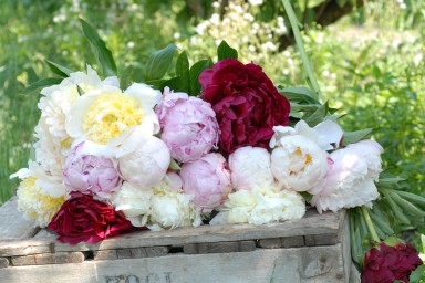 Fragrant peonies