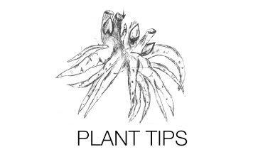 Pioenrozen plant tips