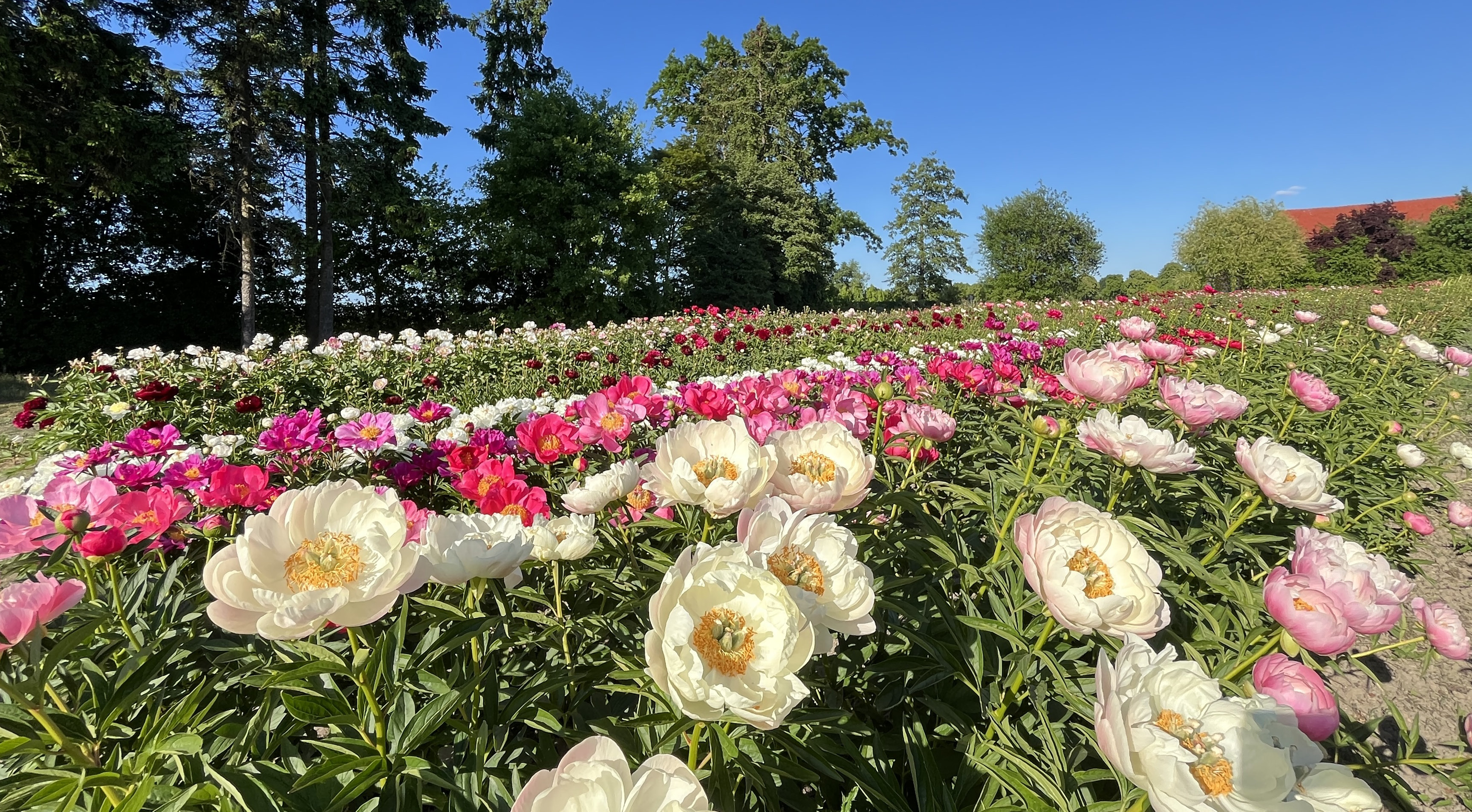 Graefswinning peony field in bloom