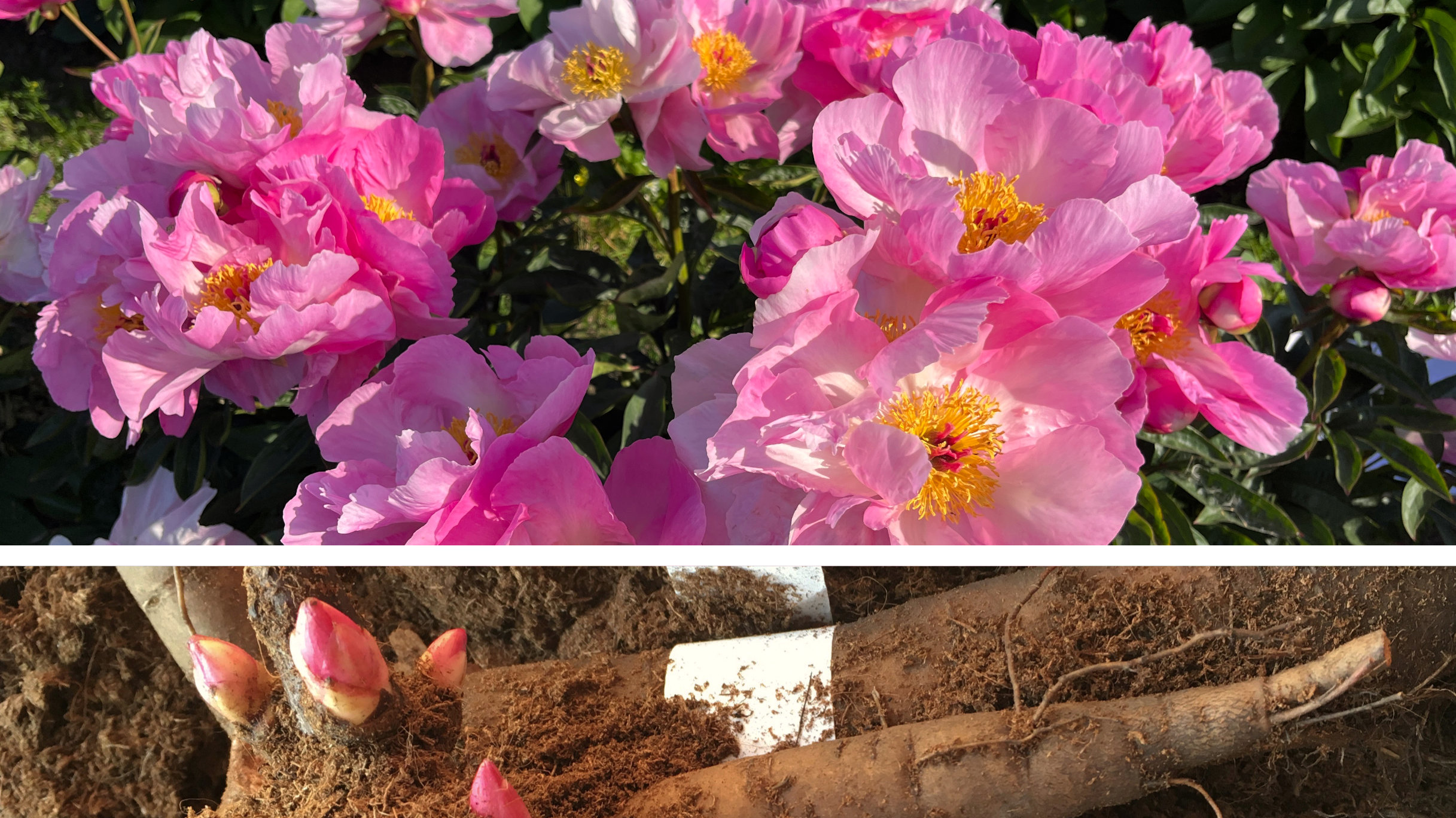 Autumn peony harvest