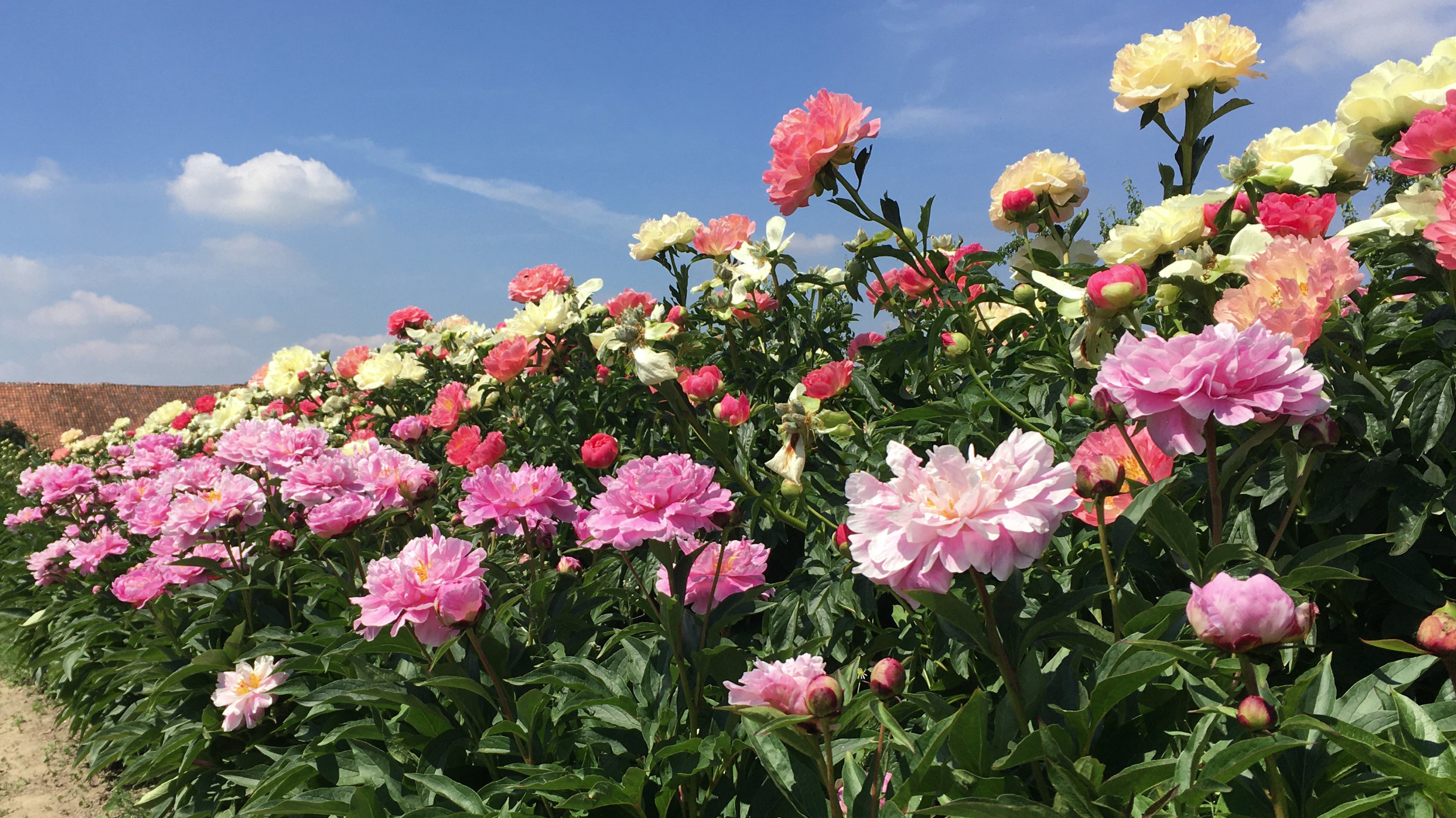 Pivoines herbacées