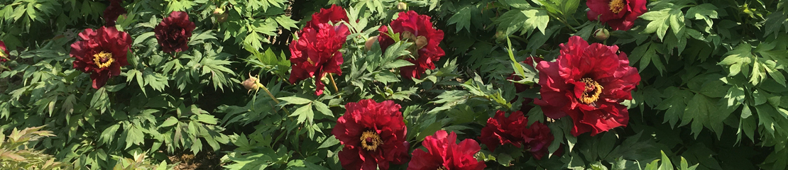 Tree peonies